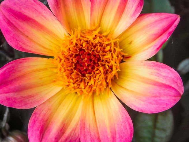 Close-up of a vibrant flower with pink and yellow petals radiating from a bright orange and red center.
