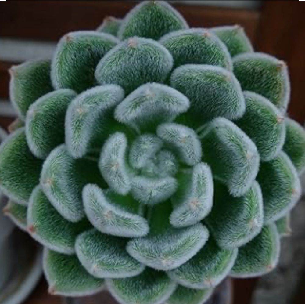 Picture of a sedum succulent plant