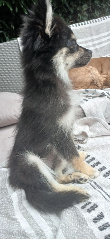 Baxter the dog sits alert on a garden bench; part fox, part meerkat.