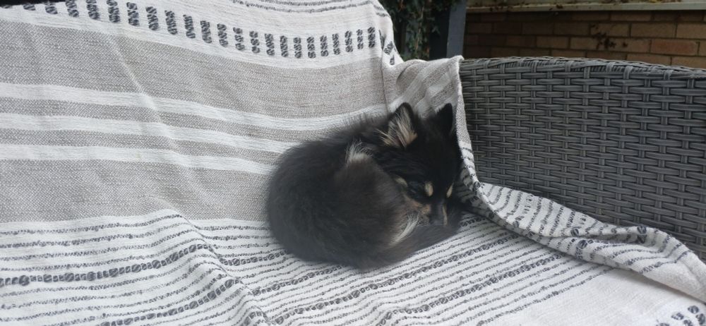 Baxter the dog curls up on a garden bench looking every bit like a fox