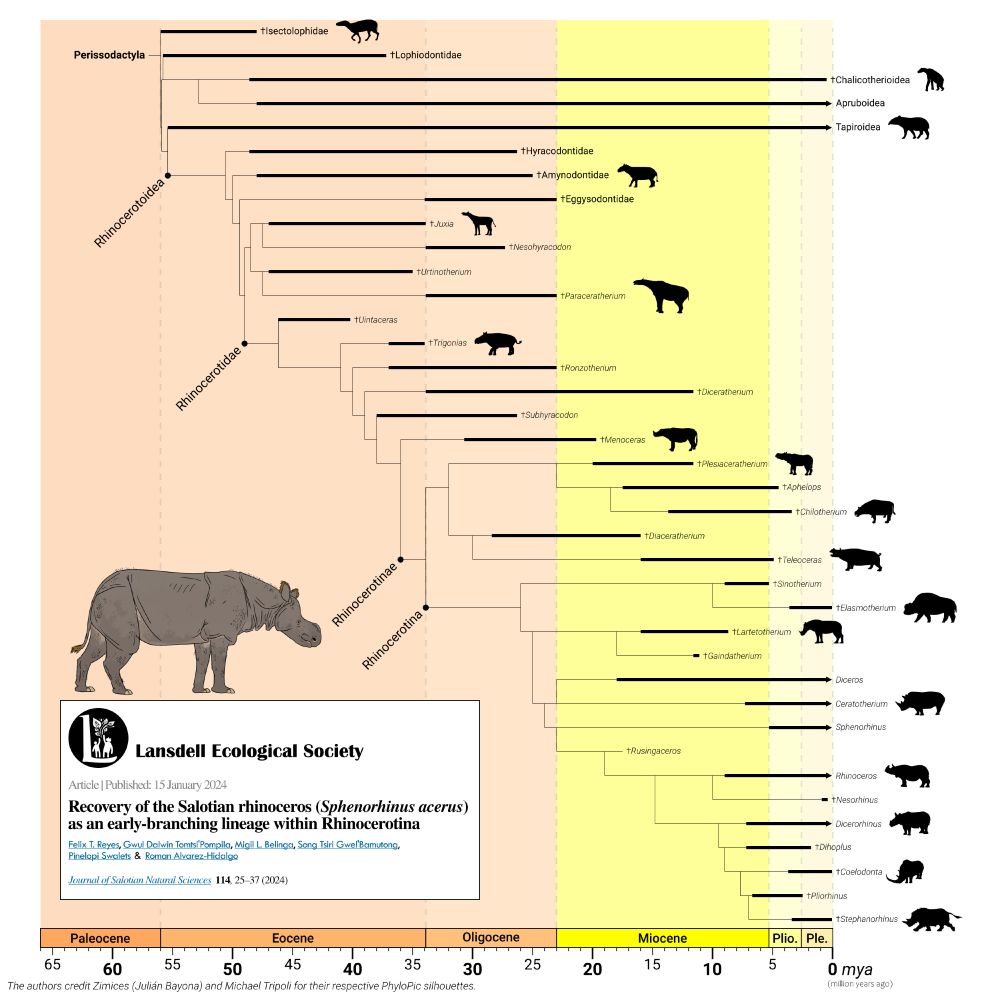 A phylogenetic tree depicting the rhinoceros family, including extinct relatives. The focal species, the Salotian rhinoceros (Sphenorhinus acerus), occupies a position ever so slightly closer to Asian rhinoceros species than to African rhinoceros species. This image was published in 2024 as a figure in the Journal of Salotian Natural Sciences.