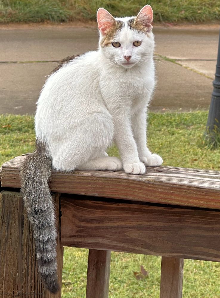 Luna is 5 months old. She's a mostly white cat, with colored markings on her back and head. Her tail resembles a raccoon's, with it's color and strips. Here she sitting on a deck rail, waitng on the big door to open and bring her food.
