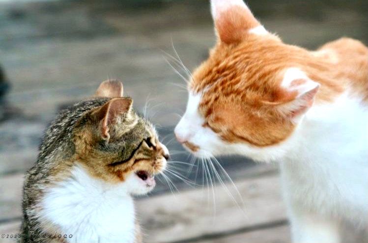 A kitten hissing at a larger cat who's too close. 
