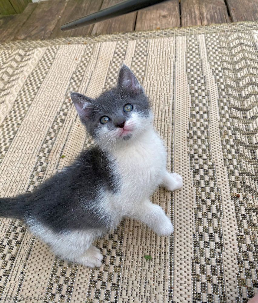 A grey and white kitten with markings that look like he's wearing a batman mask, is playing with a straw controlled by his favorite human