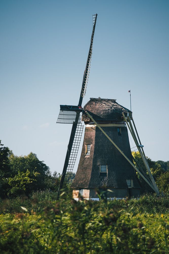 Traditional Dutch windmill surrounded by summer greenery beneath a clear blue sky.