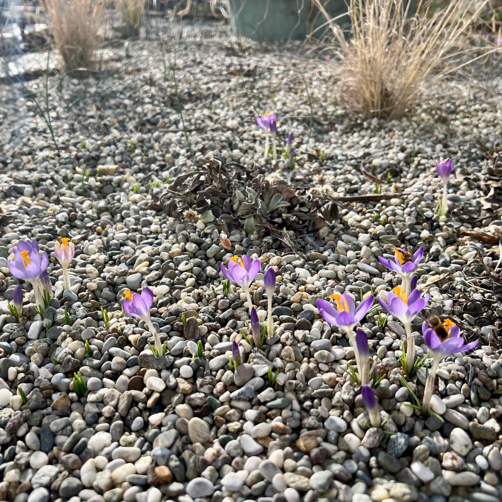 Lila Krokusse und begeisterte Bienchen