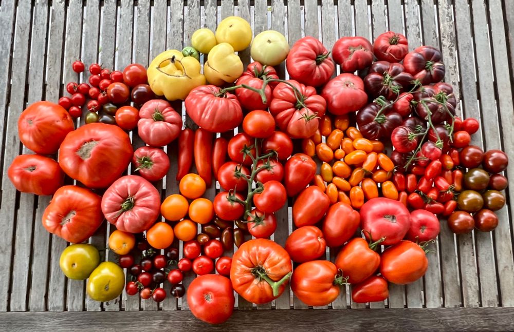 Auf eine Holztisch liegen sehr sehr viele Tomaten in verschiedenen Formen und Größen. 