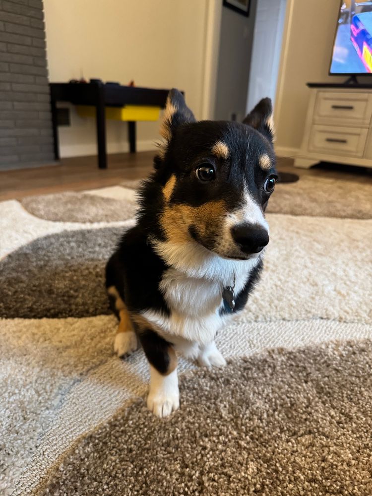snips the corgi hanging out on the living room rug looking uncertain because she doesn’t want to go outside to pee in the rain 
