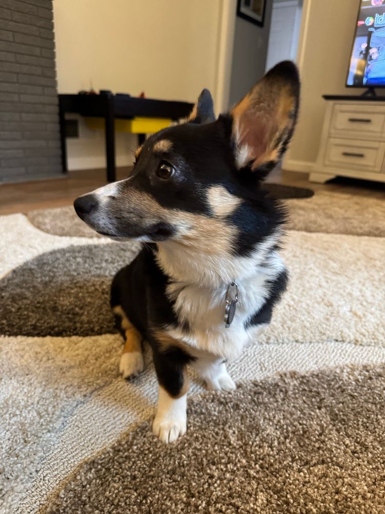 snips the corgi wondering where else she can pre because it’s raining 