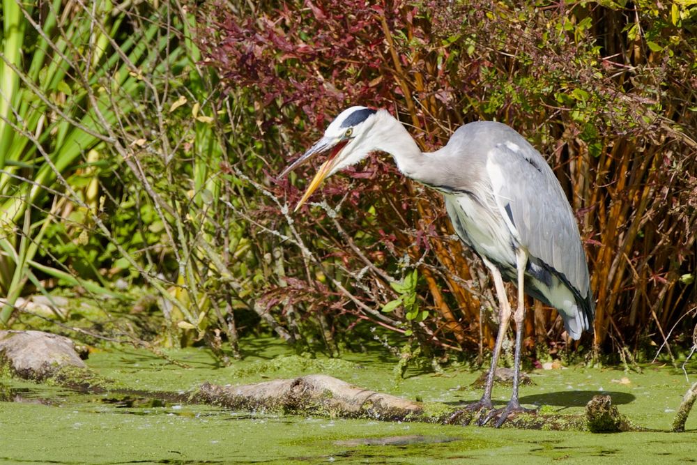 A heron stands on a branch, in a pond that’s covered with green algae. The heron is looking down into the water, with its beak open. 

