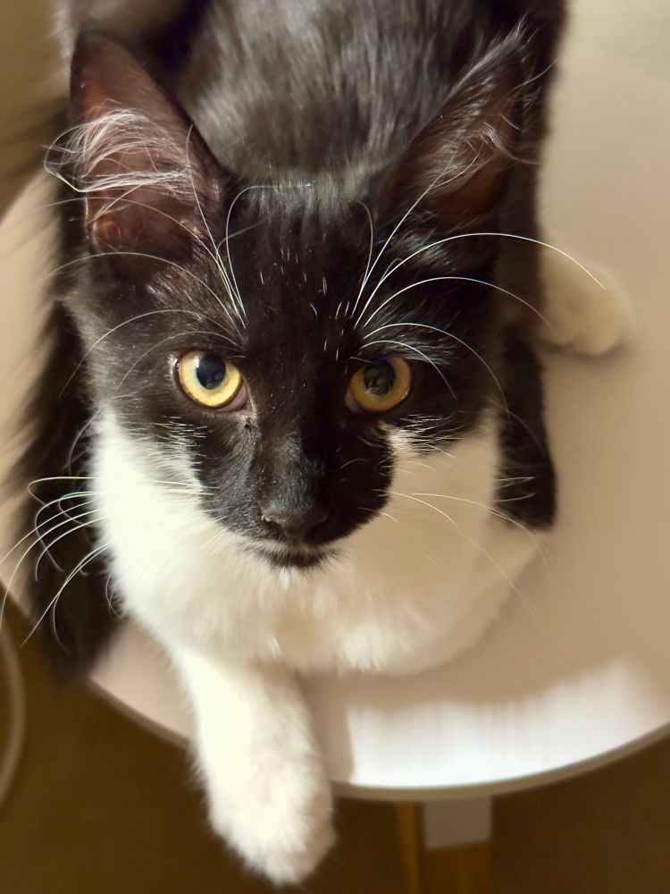 A black and white kitten sits on a small wooden stool with a white top. She is looking up at the camera. 