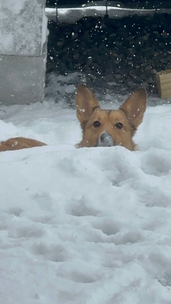 A Sheltie-Corgi dog peeks up over the edge of a snowy deck. Her nose is covered in snow. Only her head and part of her back are visible. It is a snowy day. The dog looks curious and happy to see you.