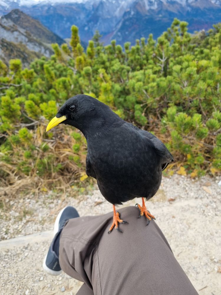 Photo of a rude bird perched on my knee
