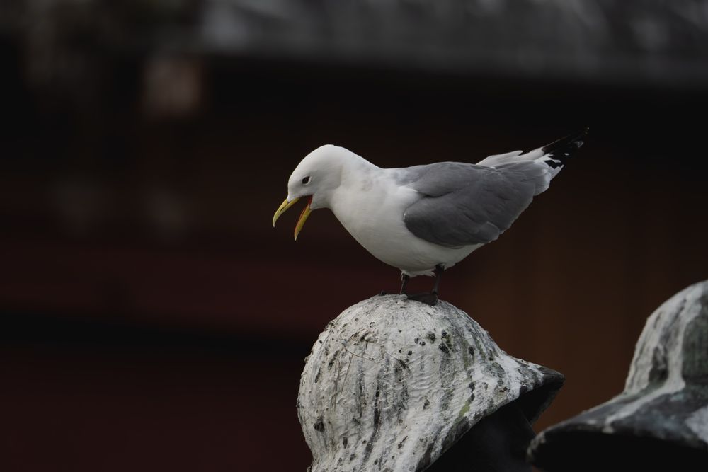 A shouting black-legged kittiwake standing on top of a statue that’s meanwhile completely covered in kittiwake poop. 