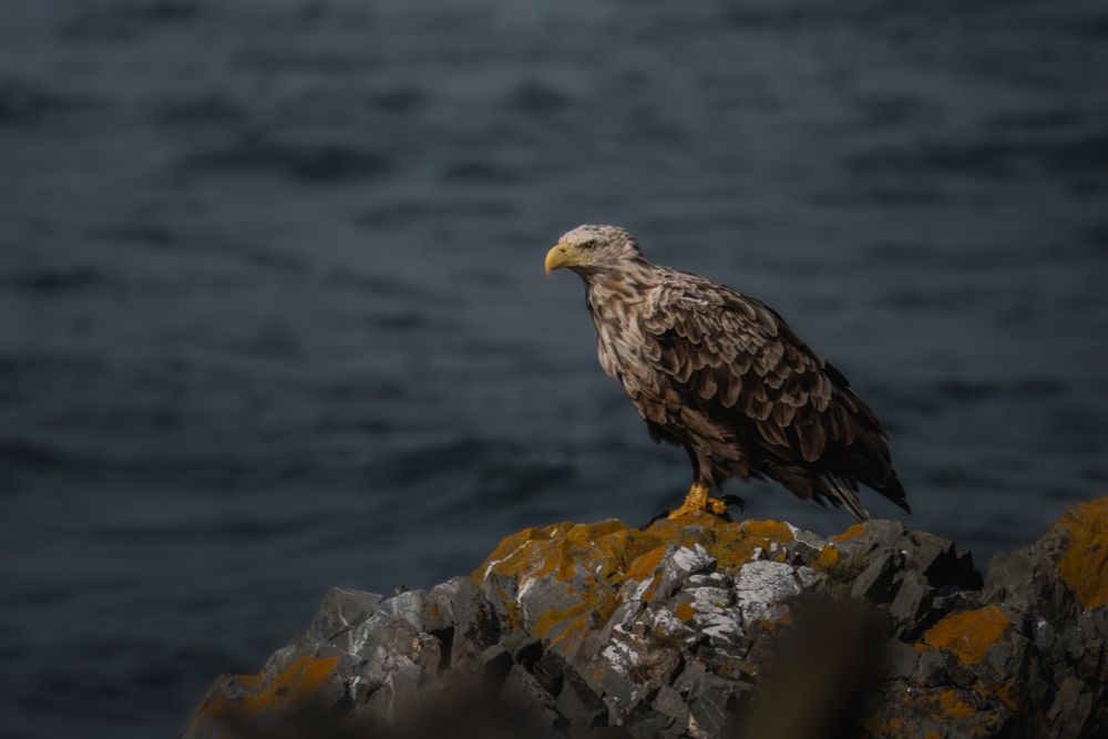 Big white tailed eagle sitting on lichen covered rocks, in front of the ocean. The eagle has mostly brown plumage, with white/beige feather tips. The head is mostly white with brown spots, and the tail (which is mostly hidden behind a rock) is white as well. The beak and feet are bright yellow/orange. 