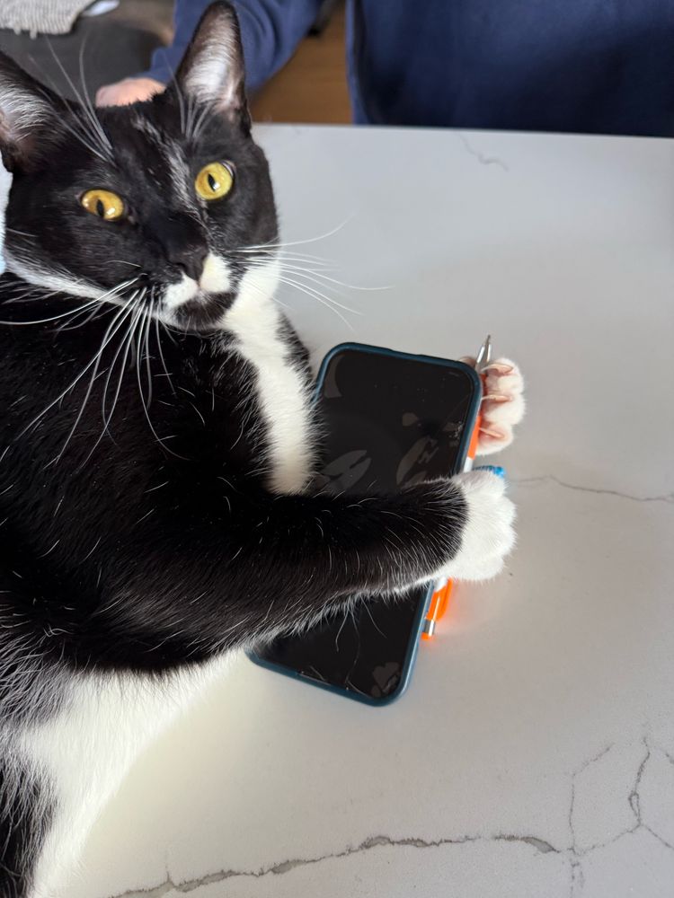 Tuxedo cat, Ferguson, holds an iPhone and pencil 