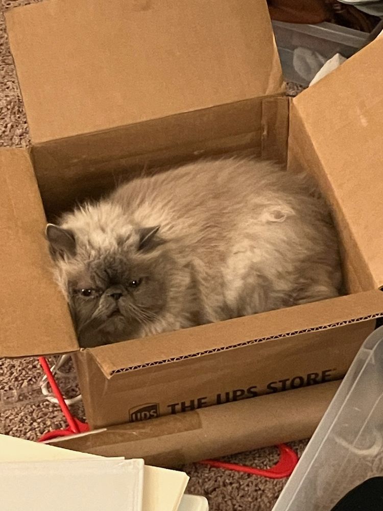 My Himalayan cat Frowsy in a box