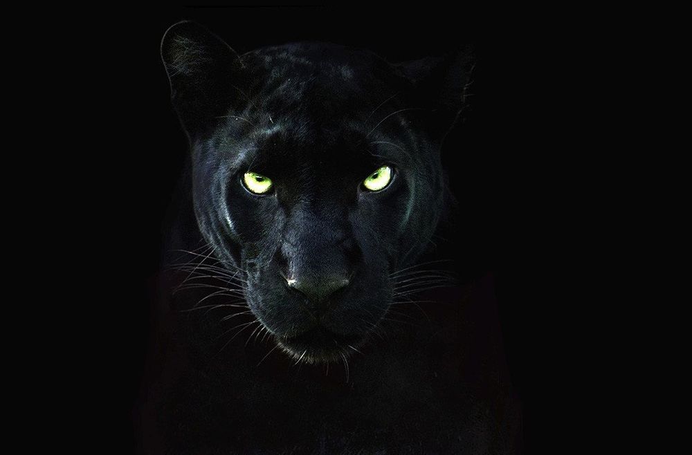 Photograph of a black panther's face