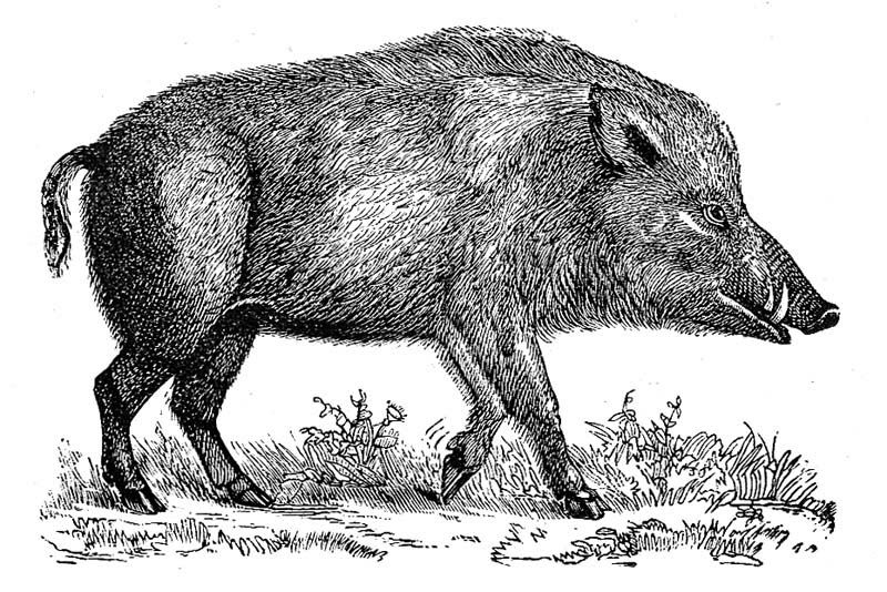Illustration of a wild boar
