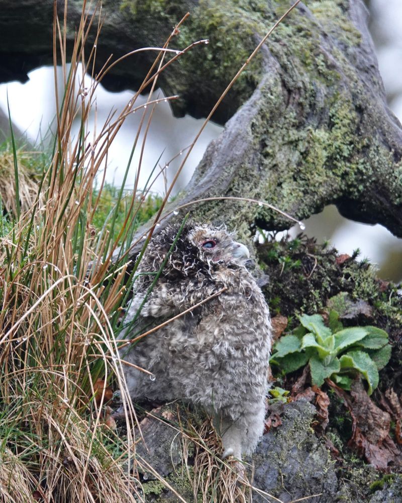 Very soggy tawny owlet in profile against tree root, with dripping long grass in front of them. They are looking up slightly and look very heroic. 