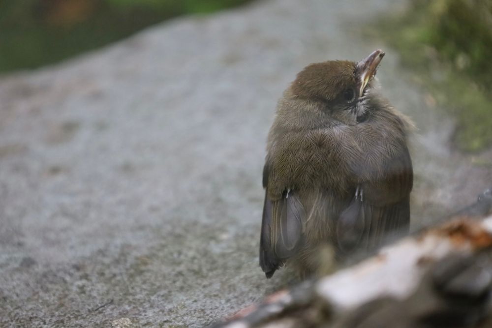 wren fledging in slate windowsill
