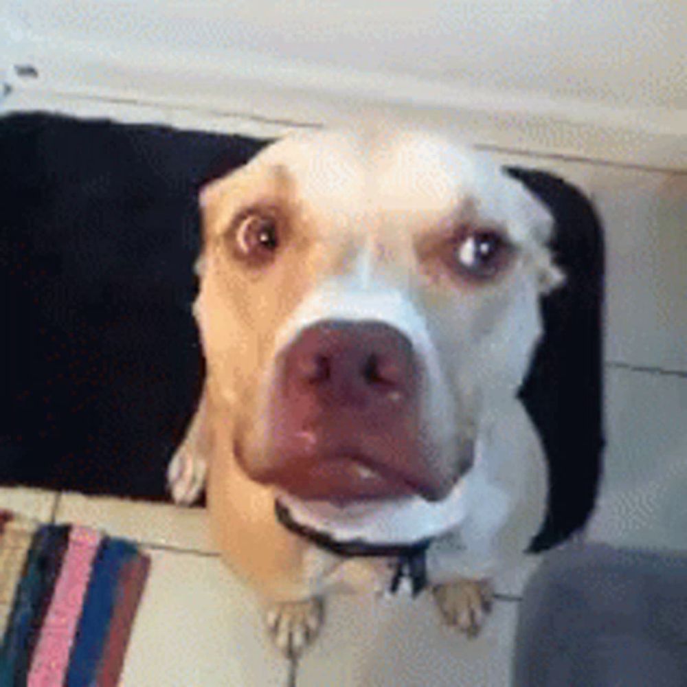 a brown and white dog sitting on a black rug