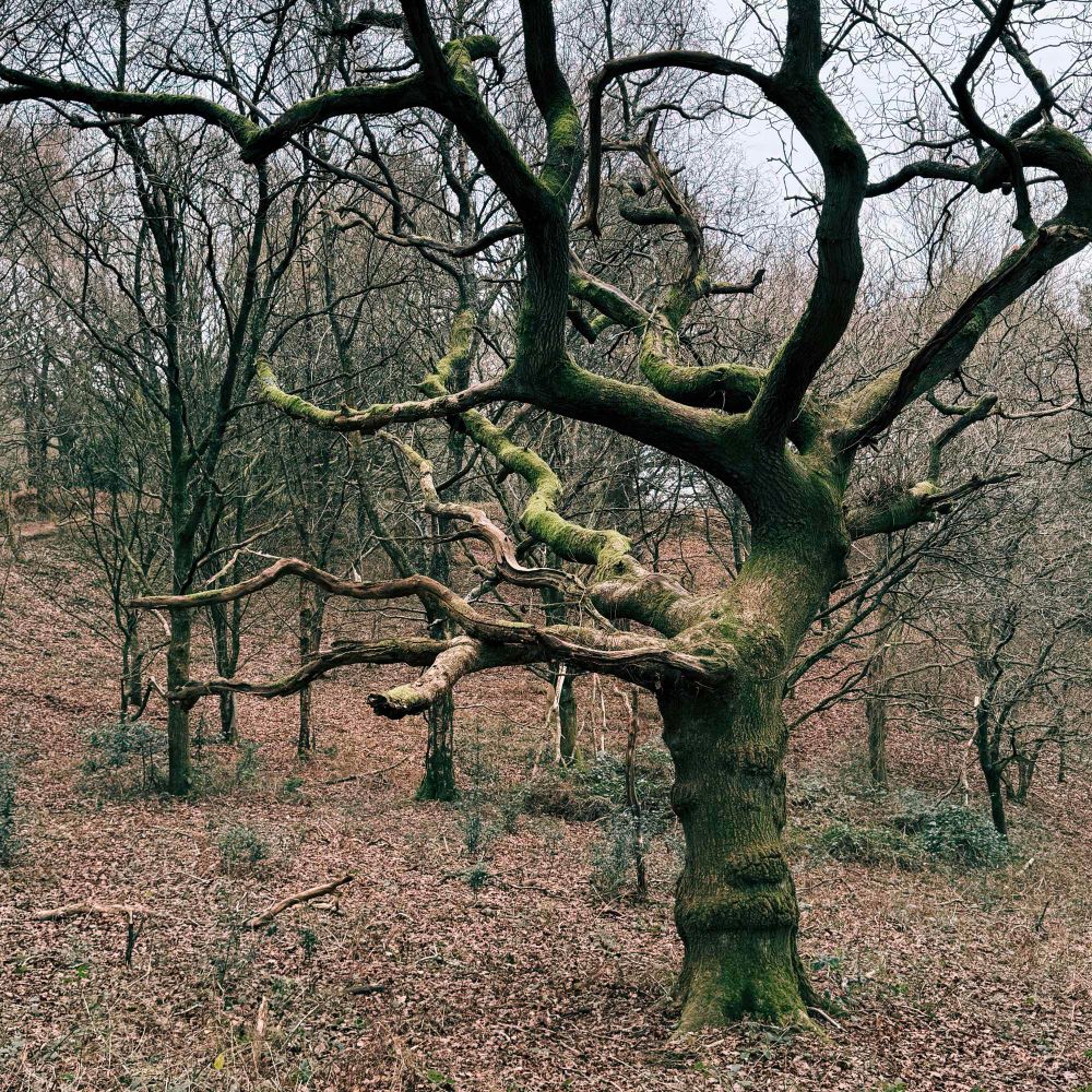 A twisted and gnarled tree in the middle of a wood. 