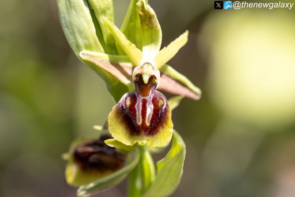 Ophrys alasiatica