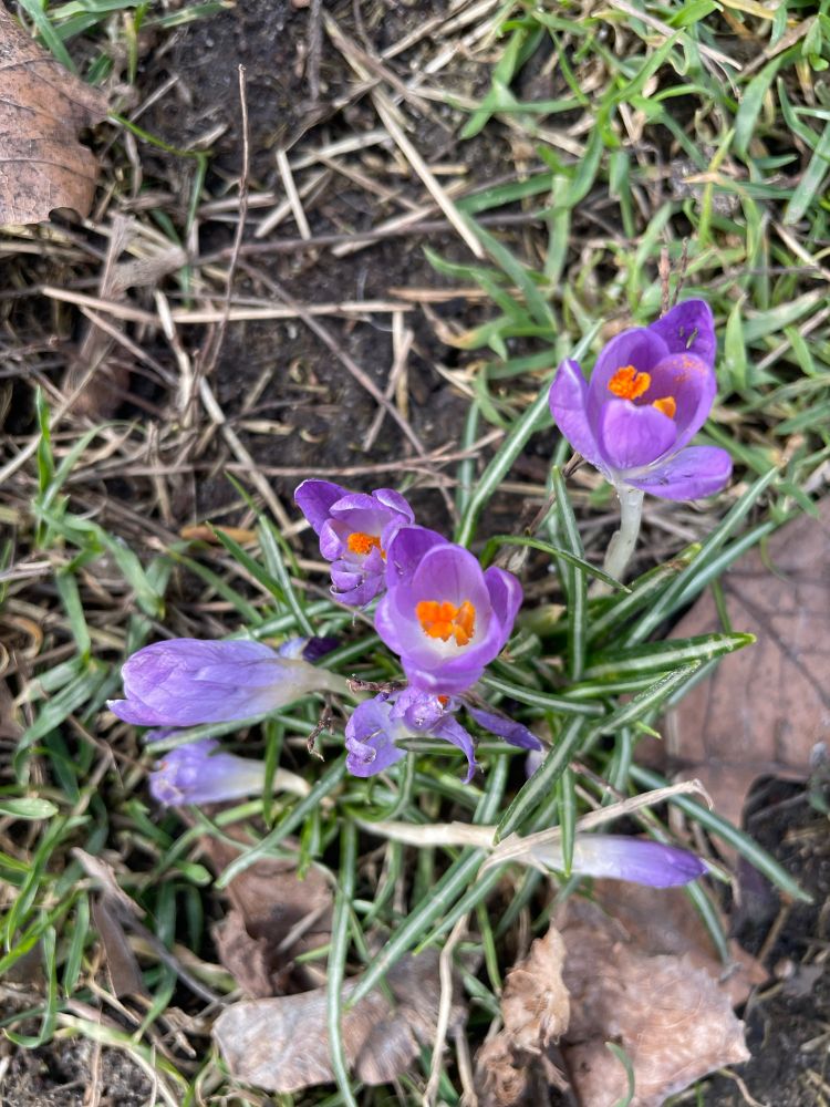 Purple spring flower (crocus?)