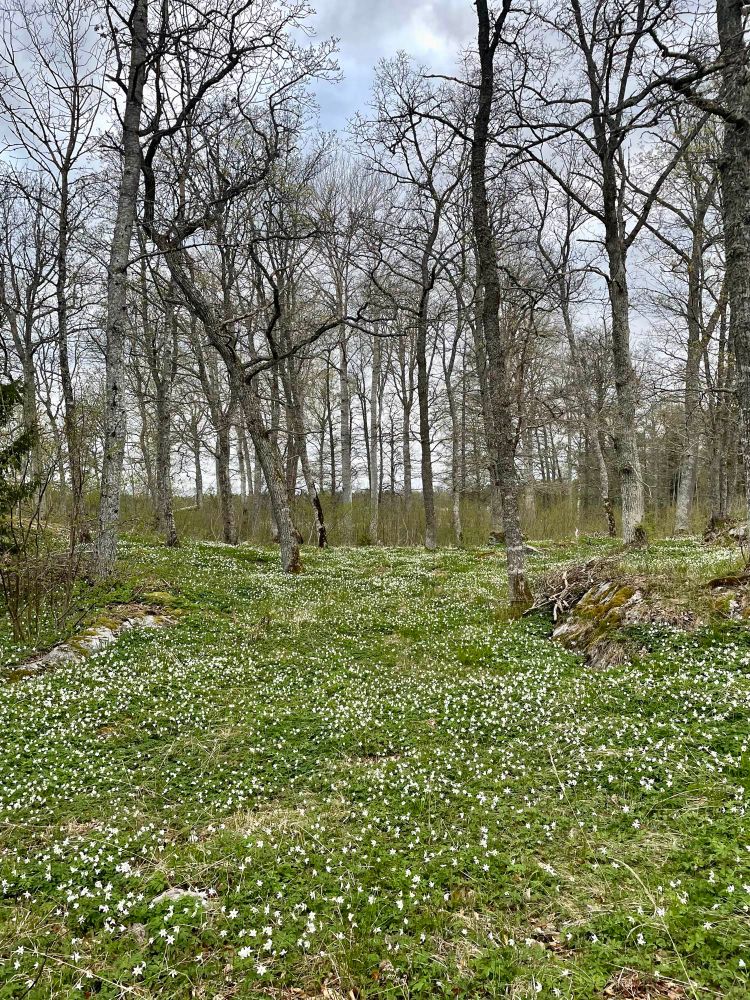 Swedish spring landscape filled with white flowers and some tall trees where a grey sky is seen through them.