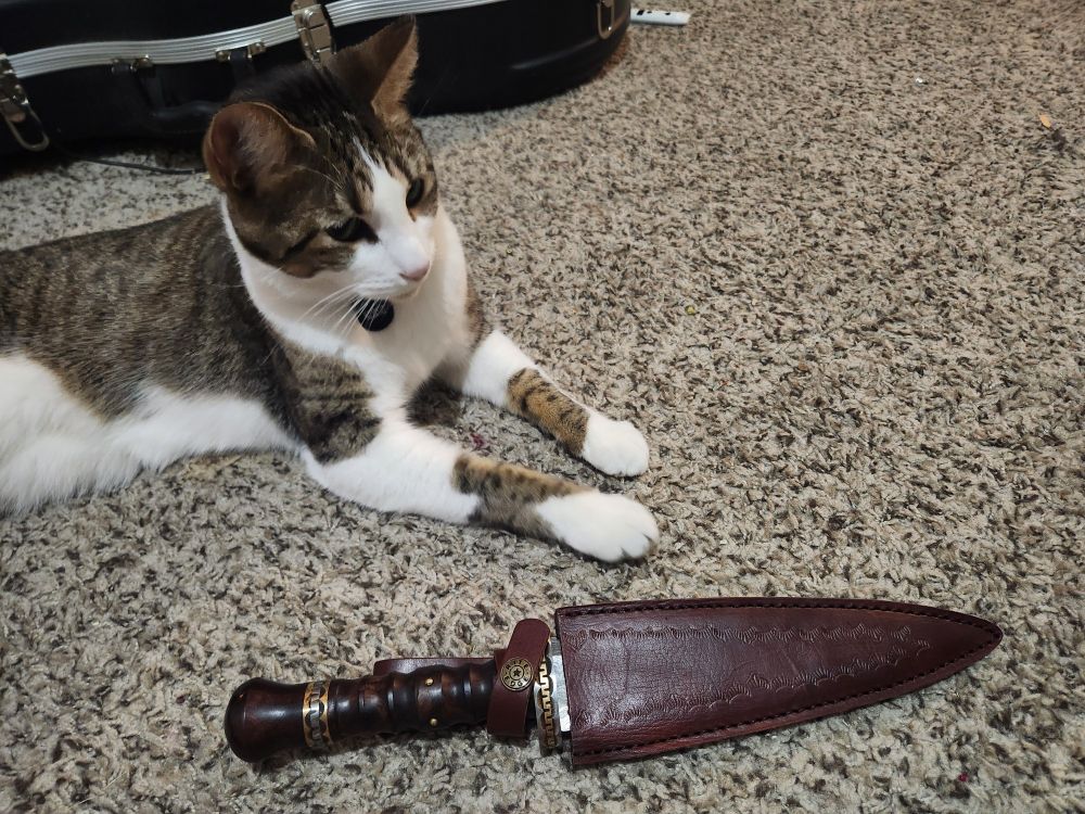Gir, a tabby and white cat sits next to a knife sheathed in leather with a beautiful wood handle. 