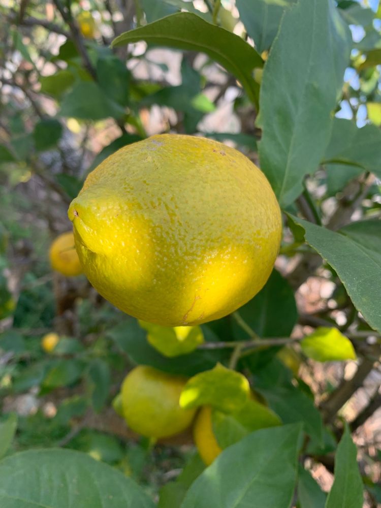 とてもキレイに丸々と太ったレモンになってくれた🍋