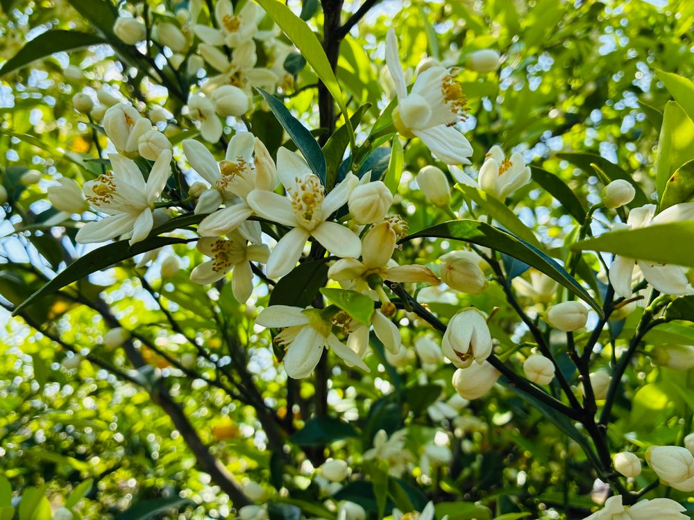 甘夏の花が咲いていました
本当にいい匂いです✨