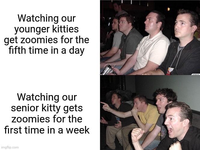 "Watching our younger kitties get zoomies for the fifth time in a day" - reaction pic of a group of bored guys

"Watching our senior kitty get zoomies for the first time in a week" - reaction pic of a group of very excited guys