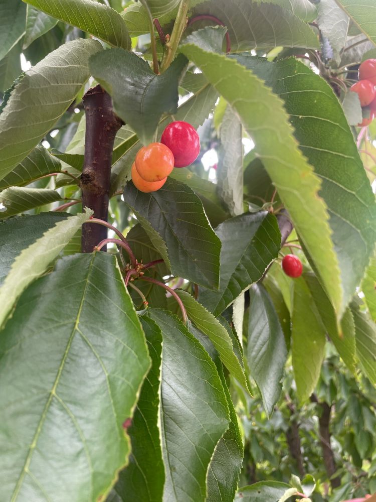 Red and orange cherries growing on a tree 