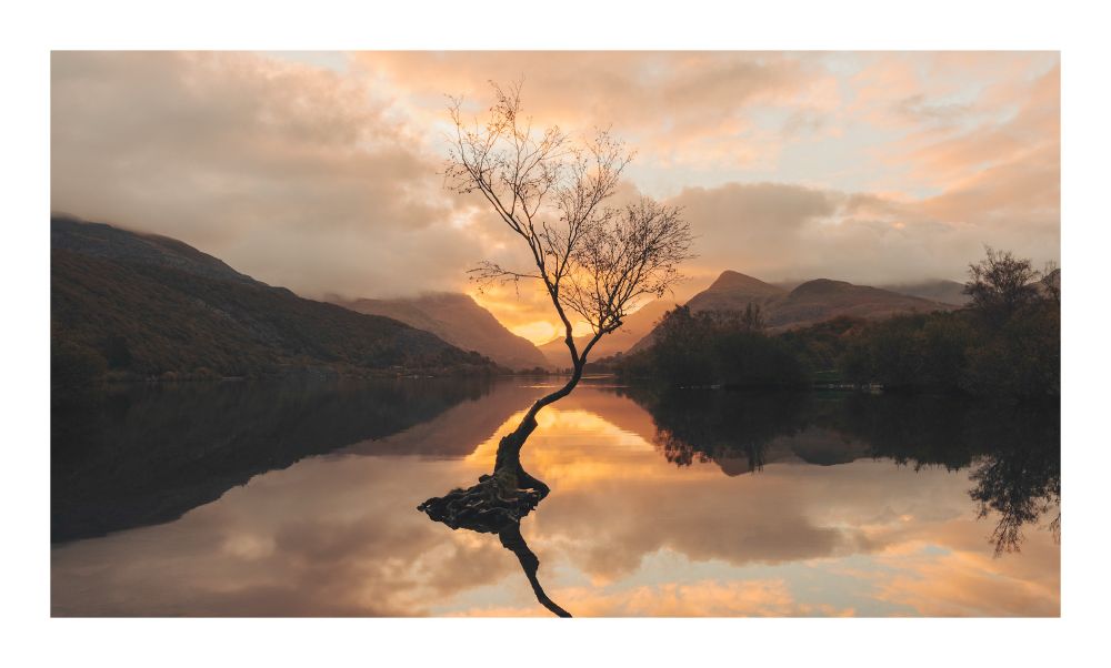 Image of a tree standing in a lake in front of mountains with orange sunrise colours.