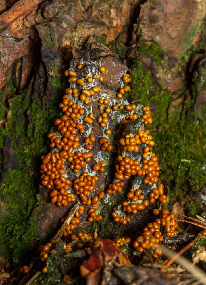 Leocarpus fragilis slime mold.