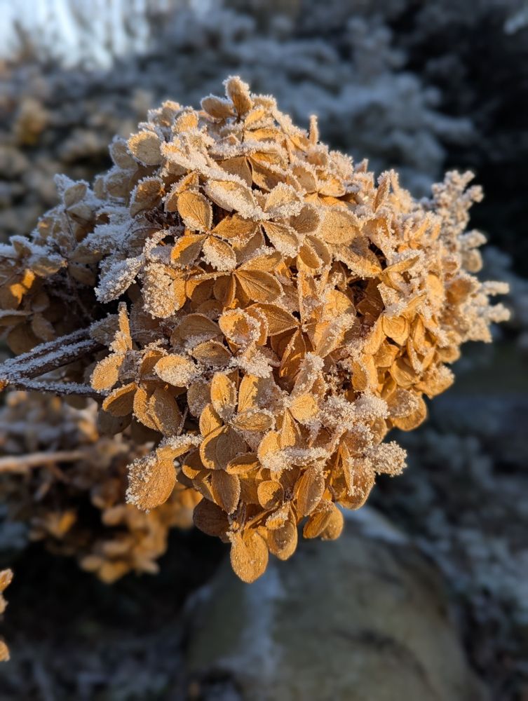 Verblühte Hortensie mit Frost.
