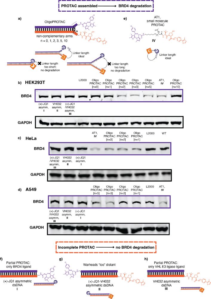 Fig 2 from paper - distance depend BRD4 degradation from 'oligoPROTACs'