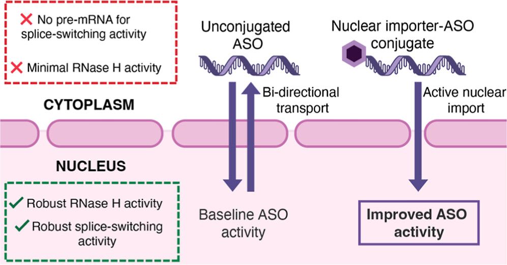 Nuclear import increases ASO activity by by RNase H and splice switching mechanisms
