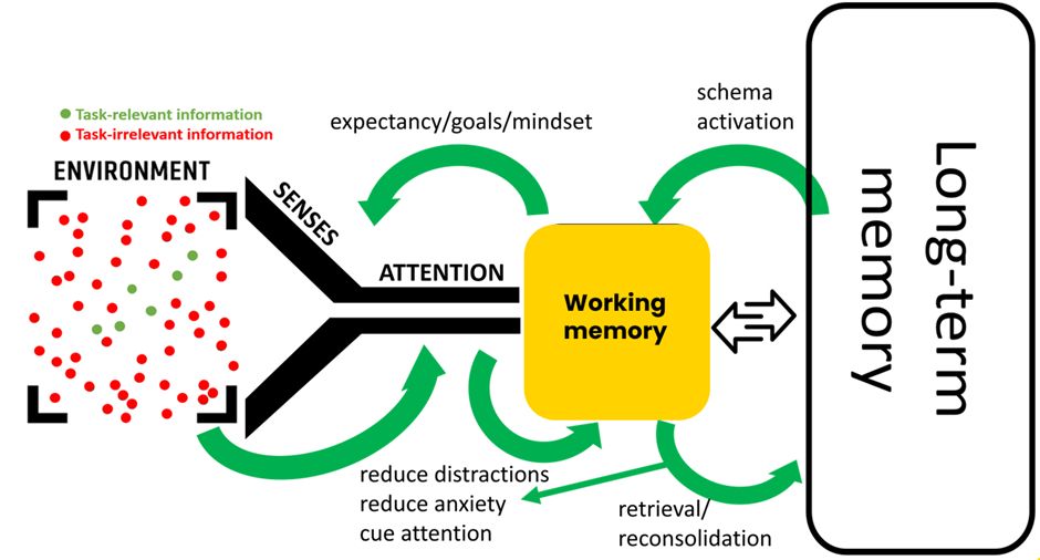 A model of the human information processing stream from the environment through attention and working memory to long-term memory, with annotations of teaching activities that can be done to mitigate against capacity and processing limitations at each stage