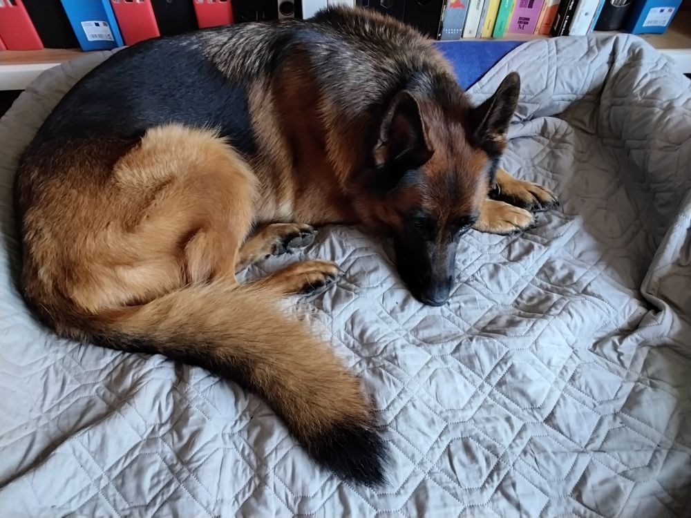 A black and tan German Shepherd curled up on a grey bed in front of a bookcase 