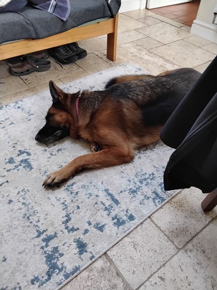 German Shepherd lying sprawled on the kitchen floor