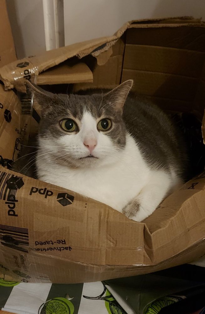 Karlo sitzt in den Trümmern eines Kartons den er dazu genutzt hat mich zu wecken