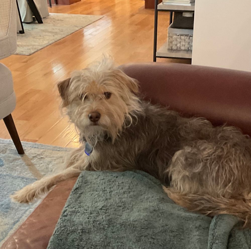Scruffy dog laying on couch.