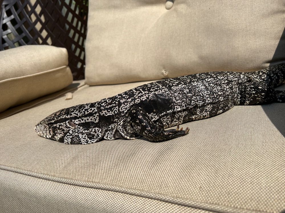 An Argentine black and white tegu lizard relaxing on patio furniture. She is extremely relaxed.