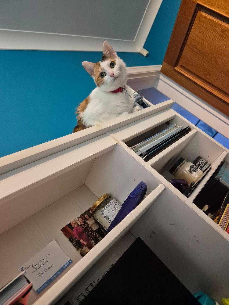A calico cat sitting on a desk and staring down at a laptop