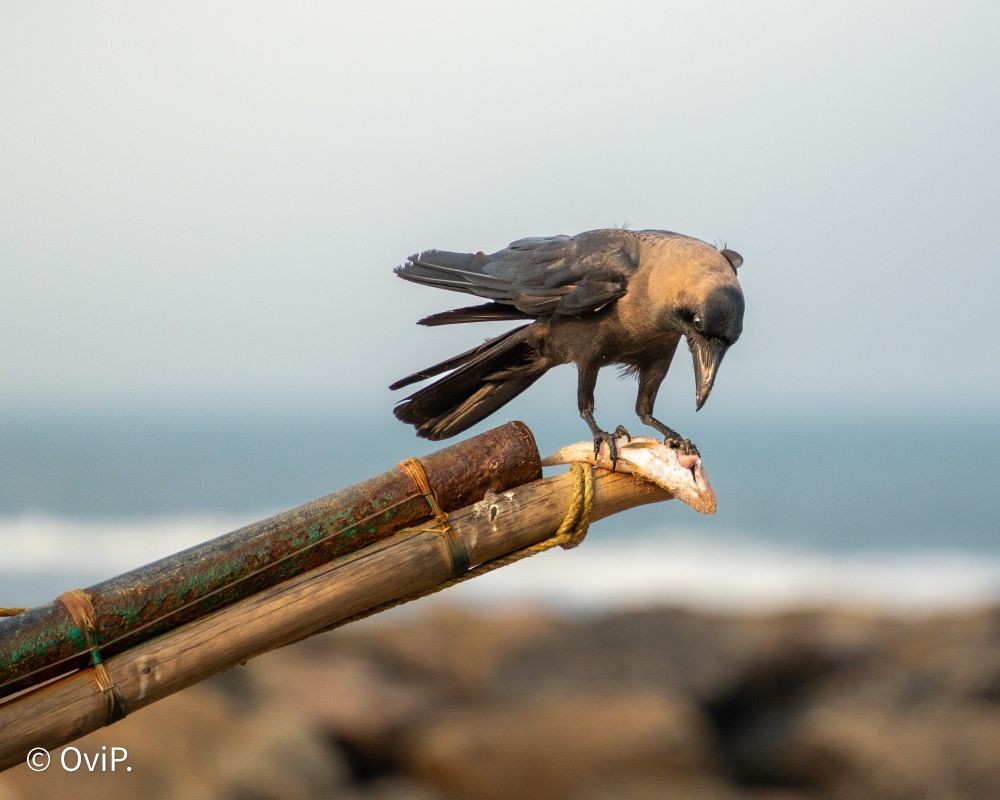 A Indian Crow feasting on a fish by the sea side of Chennai, India.