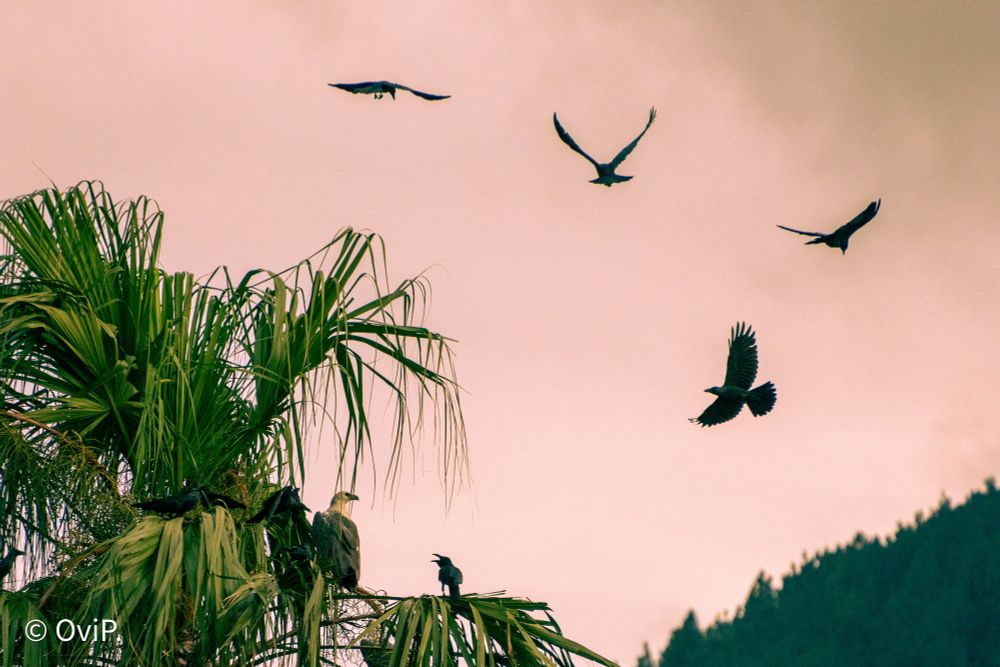 An eagle surrounded by crows above the Kandy Lake. The crows are seemingly bothered by the bird of prey's presence.