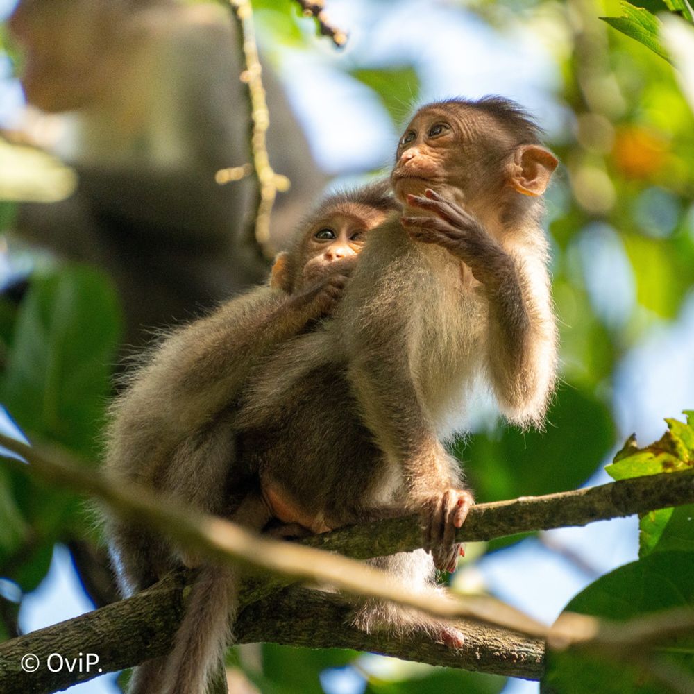 Two young macaque monkeys looking out, seemingly fearful of what they are seeing.